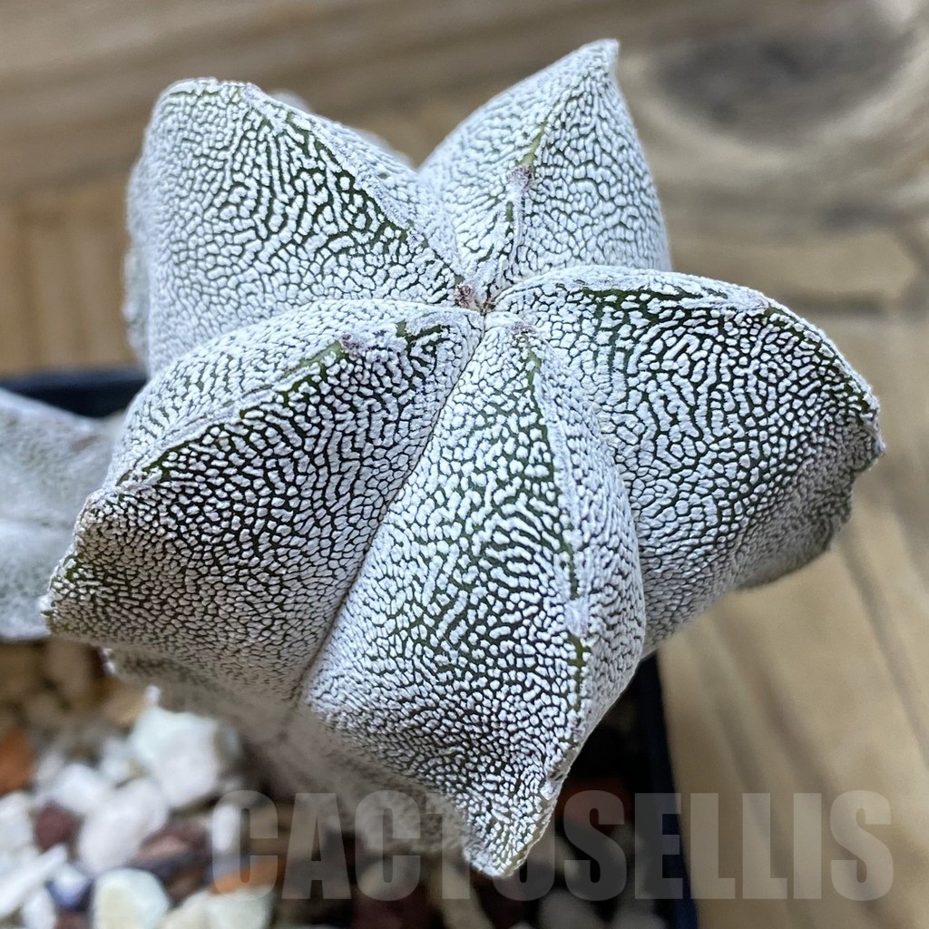 SH25191 Astrophytum myriostigma ‘Onzuka’