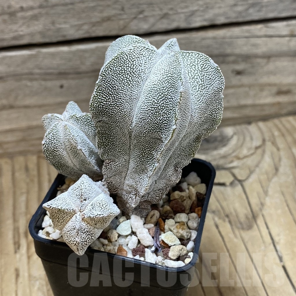 SH25191 Astrophytum myriostigma ‘Onzuka’ - Image 2