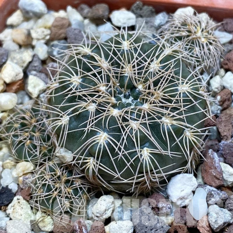 SH25192 Gymnocalycium bruchii v. hossei