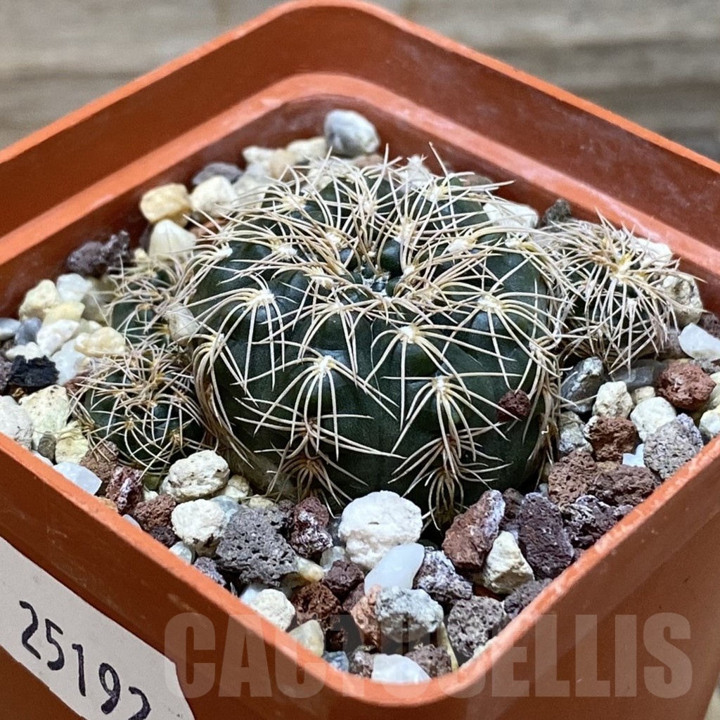 SH25192 Gymnocalycium bruchii v. hossei - Image 2