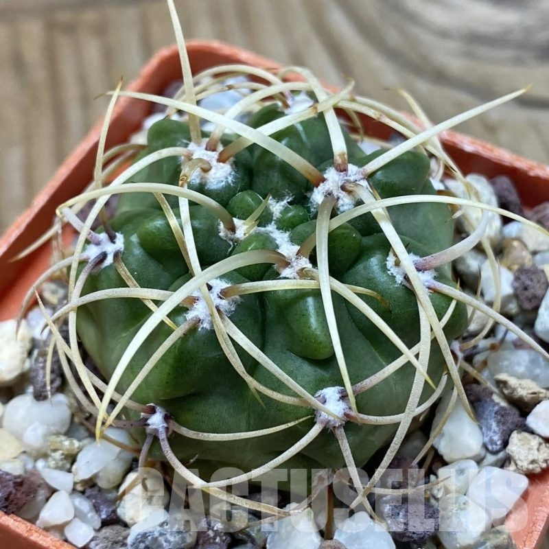 SH25193 Gymnocalycium monvillei