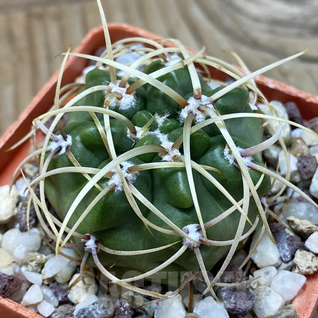 SH25193 Gymnocalycium monvillei