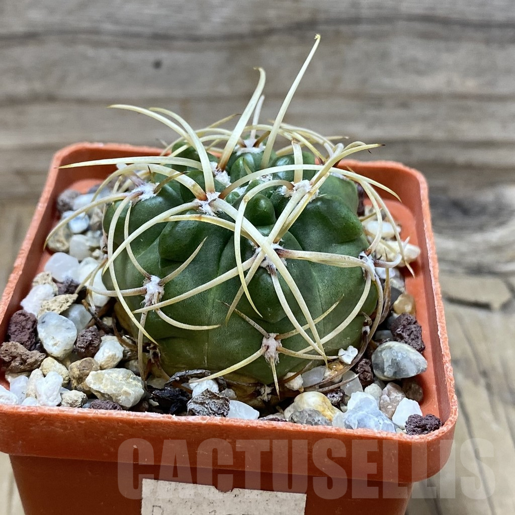 SH25193 Gymnocalycium monvillei - Image 2
