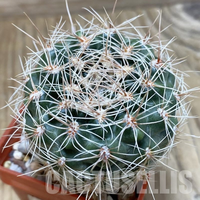 SH25194 Gymnocalycium bruchii v. spinosior