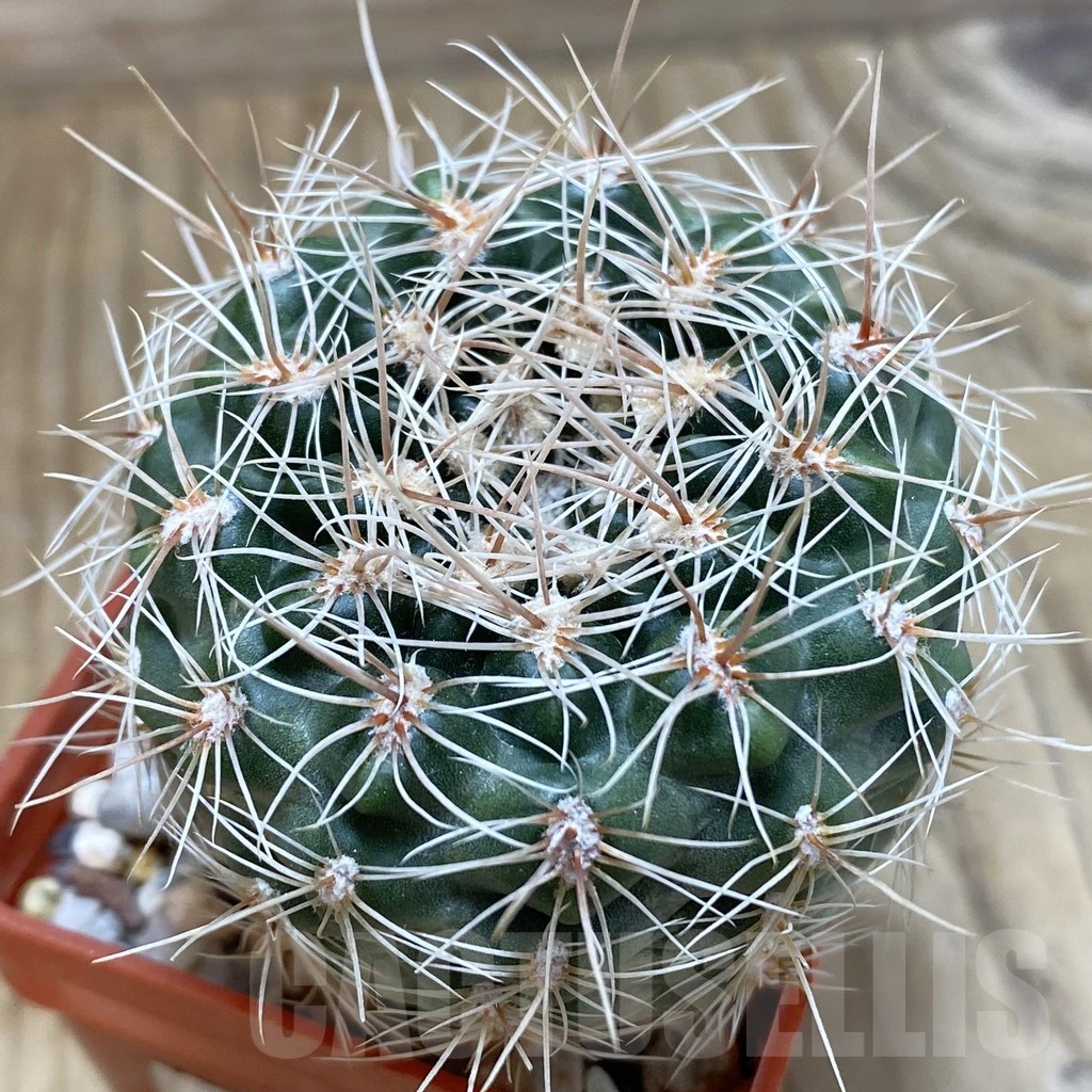 SH25194 Gymnocalycium bruchii v. spinosior