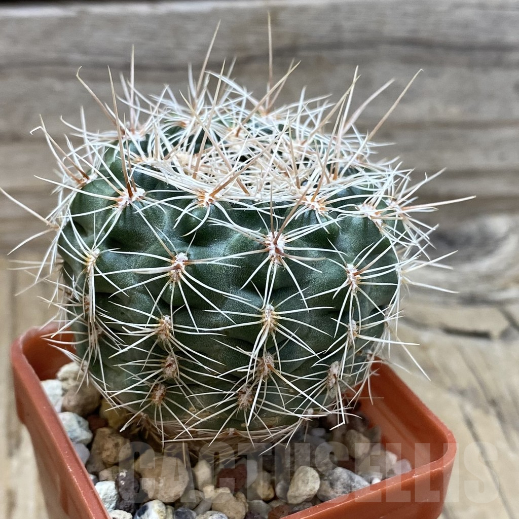 SH25194 Gymnocalycium bruchii v. spinosior - Image 2