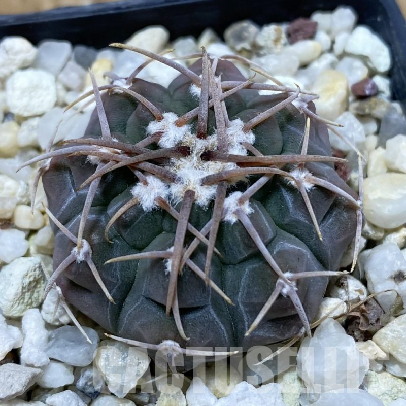 SH25195 Gymnocalycium vatteri