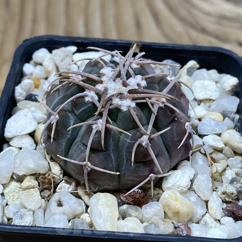 SH25195 Gymnocalycium vatteri - Image 2