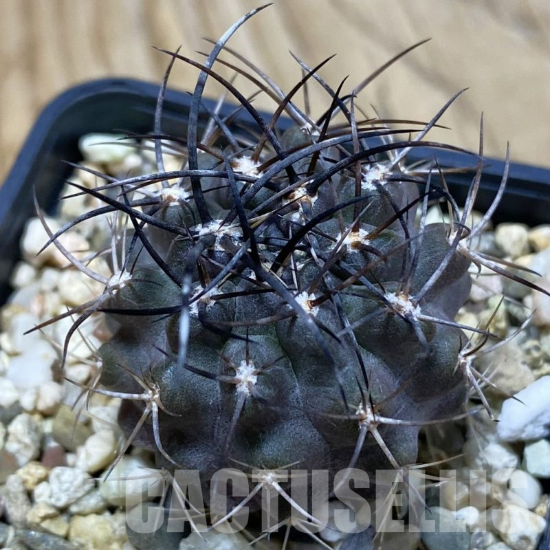 SH25196 Eriosyce aff. carrizalensis