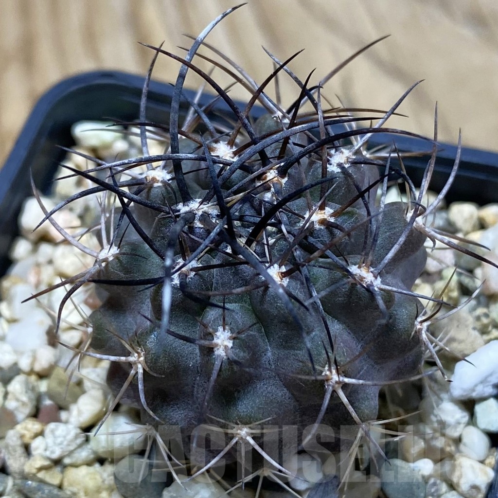 SH25196 Eriosyce aff. carrizalensis