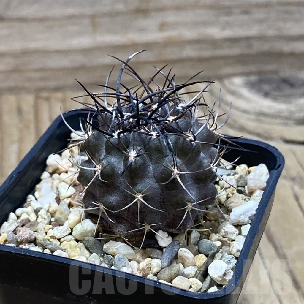 SH25196 Eriosyce aff. carrizalensis - Image 2