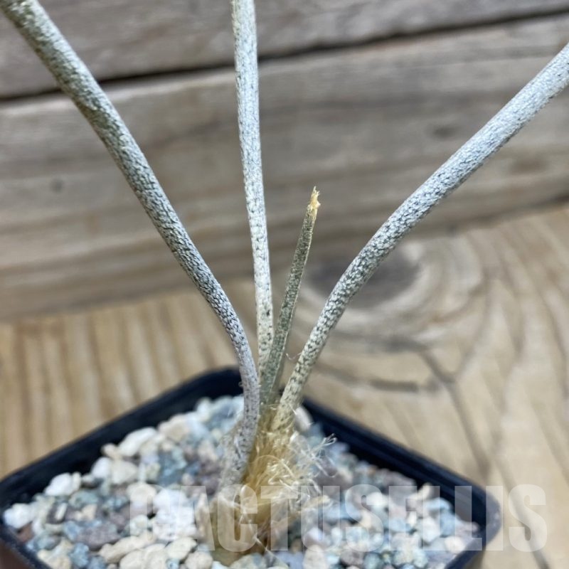 SH25197 Astrophytum caput-medusae, seedling