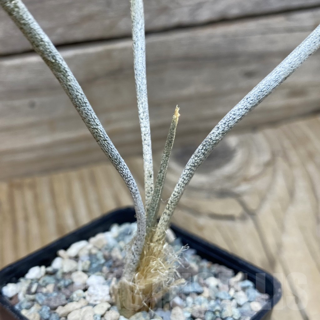 SH25197 Astrophytum caput-medusae, seedling