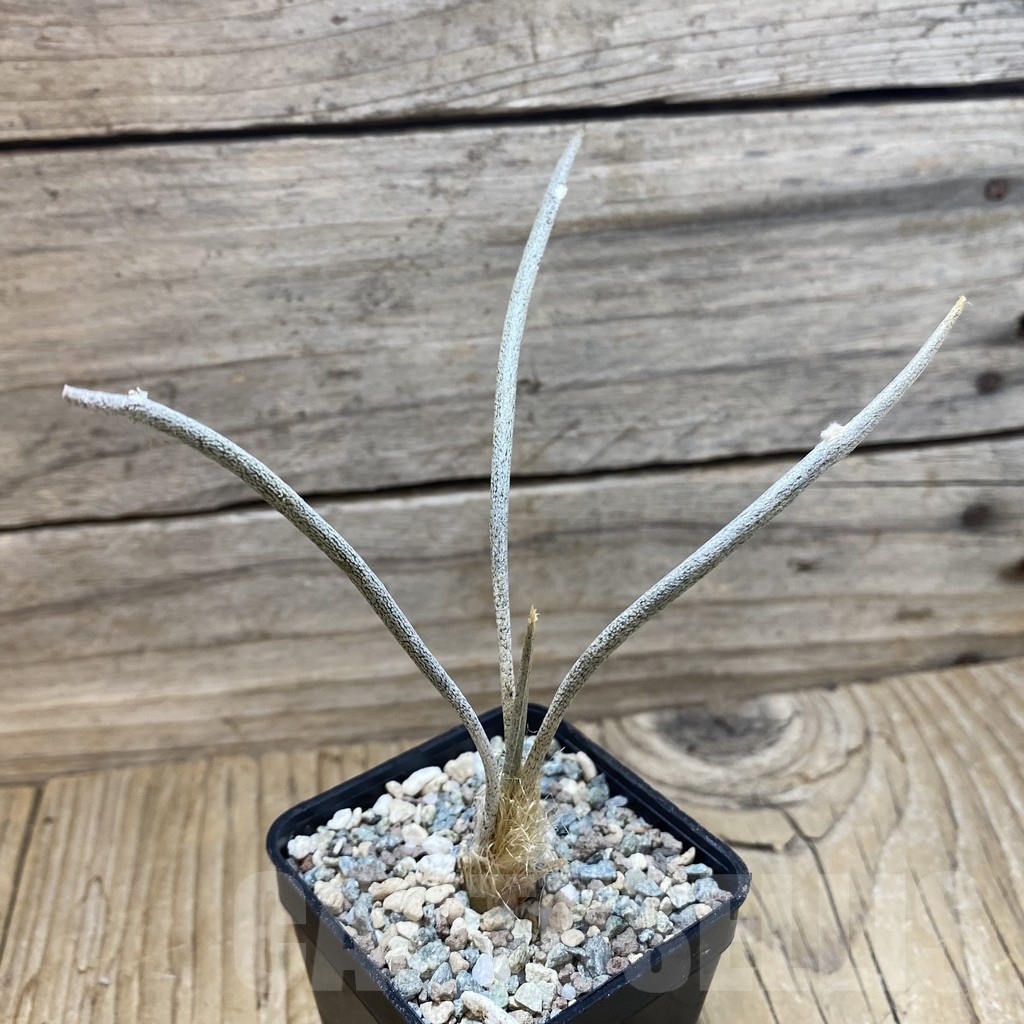 SH25197 Astrophytum caput-medusae, seedling - Image 2