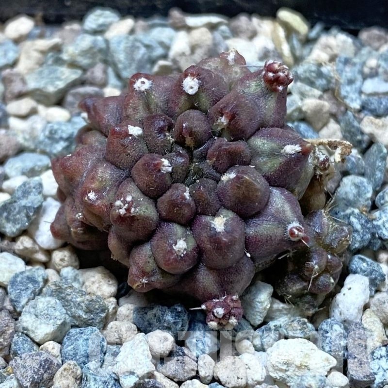 SH25198 Gymnocalycium mihanovichii ‘Day Dream’ f. cristata