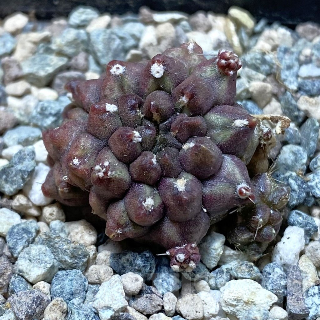 SH25198 Gymnocalycium mihanovichii ‘Day Dream’ f. cristata