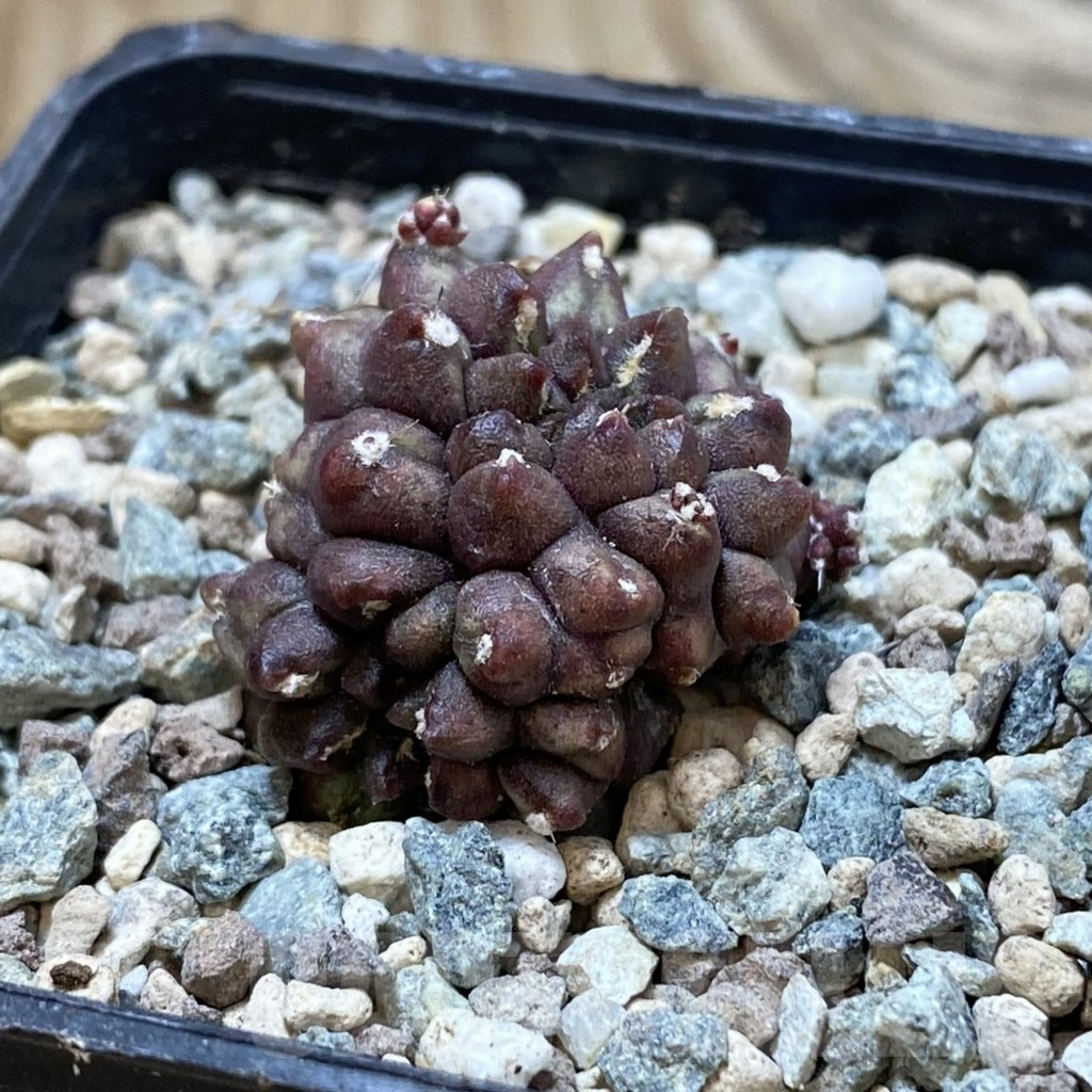 SH25198 Gymnocalycium mihanovichii ‘Day Dream’ f. cristata - Image 2