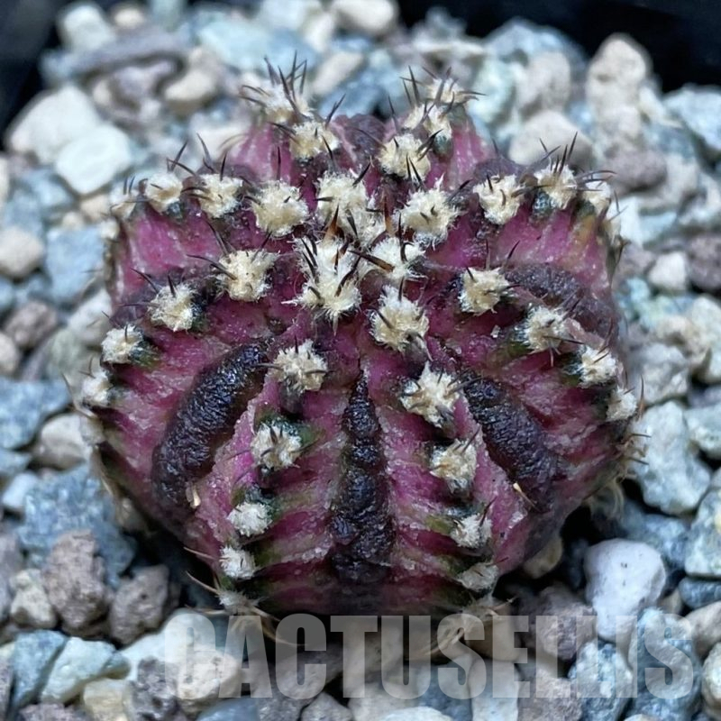 SH25199 Gymnocalycium mihanovichii ‘T-Lux’