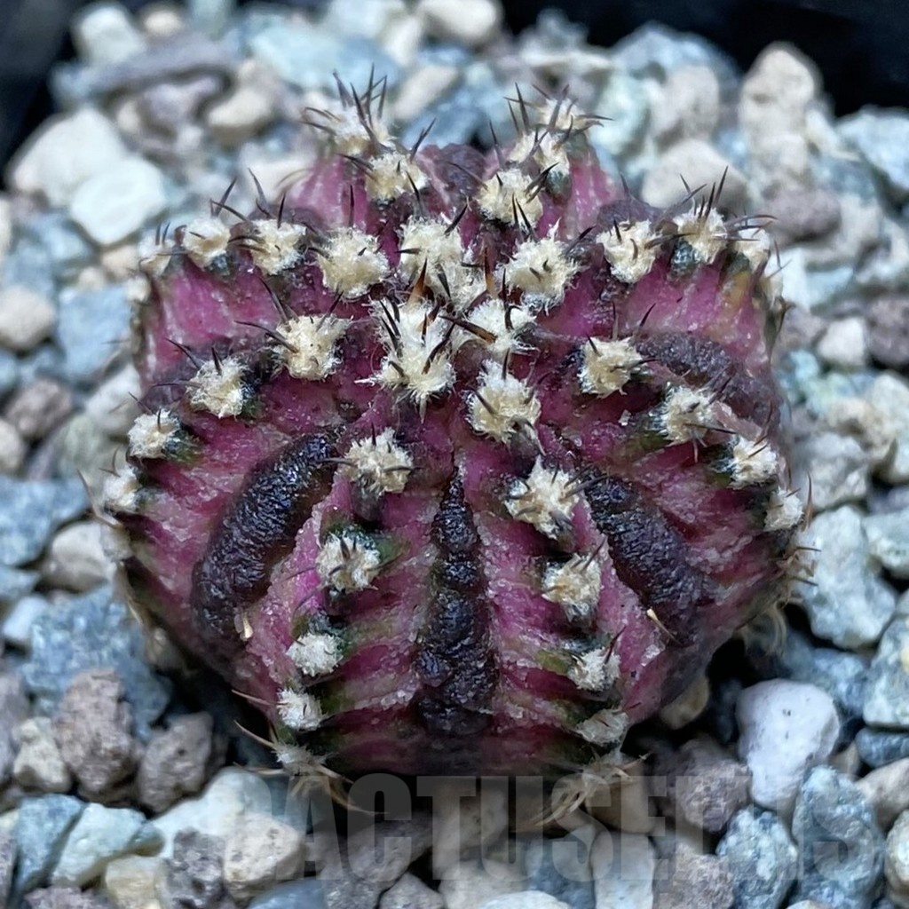 SH25199 Gymnocalycium mihanovichii ‘T-Lux’