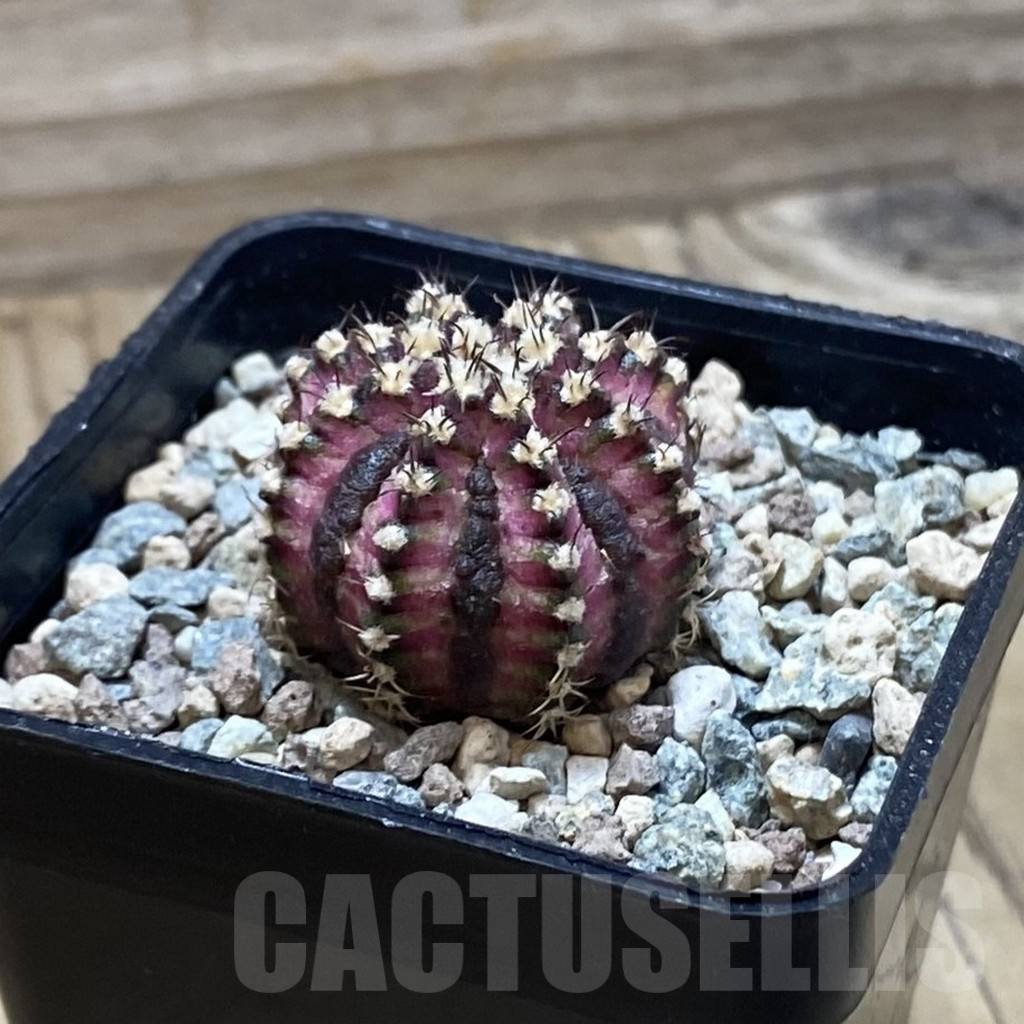 SH25199 Gymnocalycium mihanovichii ‘T-Lux’ - Image 2