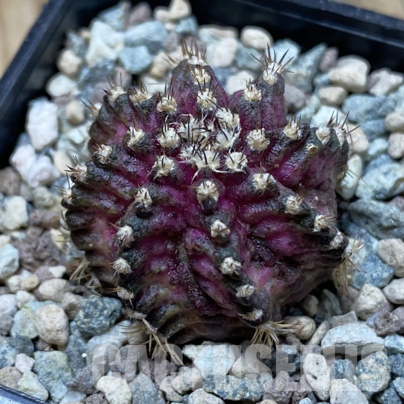 SH25200 Gymnocalycium mihanovichii ‘T-Rex’