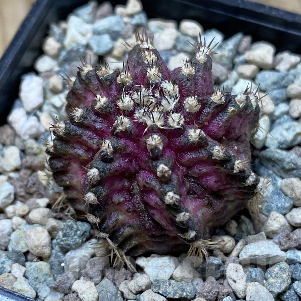 SH25200 Gymnocalycium mihanovichii ‘T-Rex’