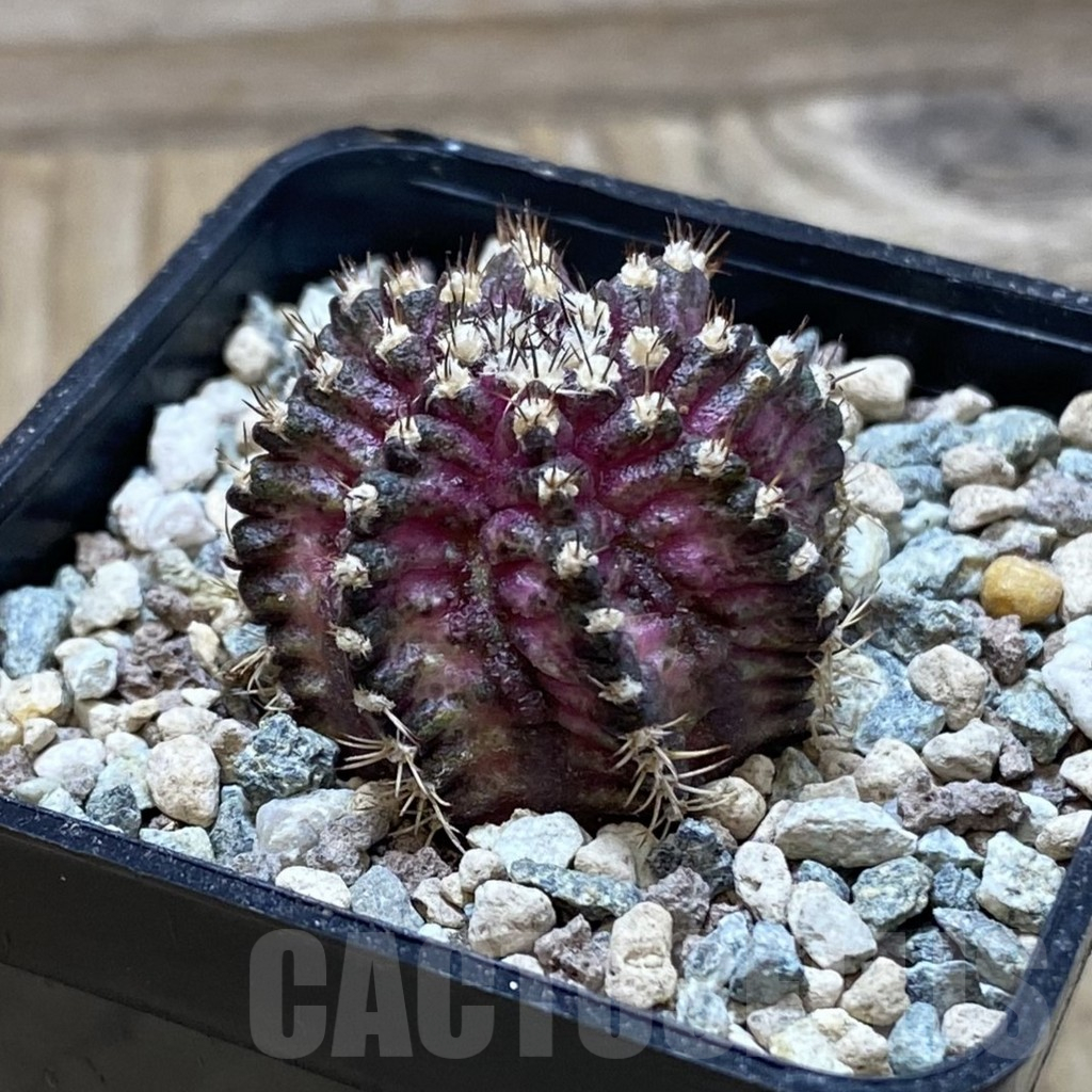 SH25200 Gymnocalycium mihanovichii ‘T-Rex’ - Image 2
