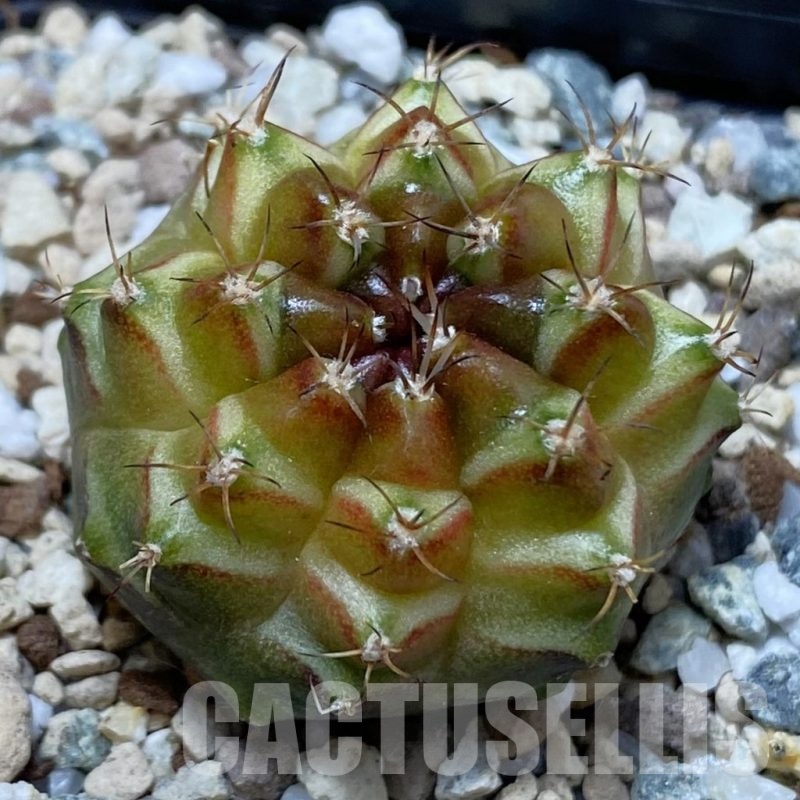 SH25201 Gymnocalycium mihanovichii ‘Neon’ hybrid