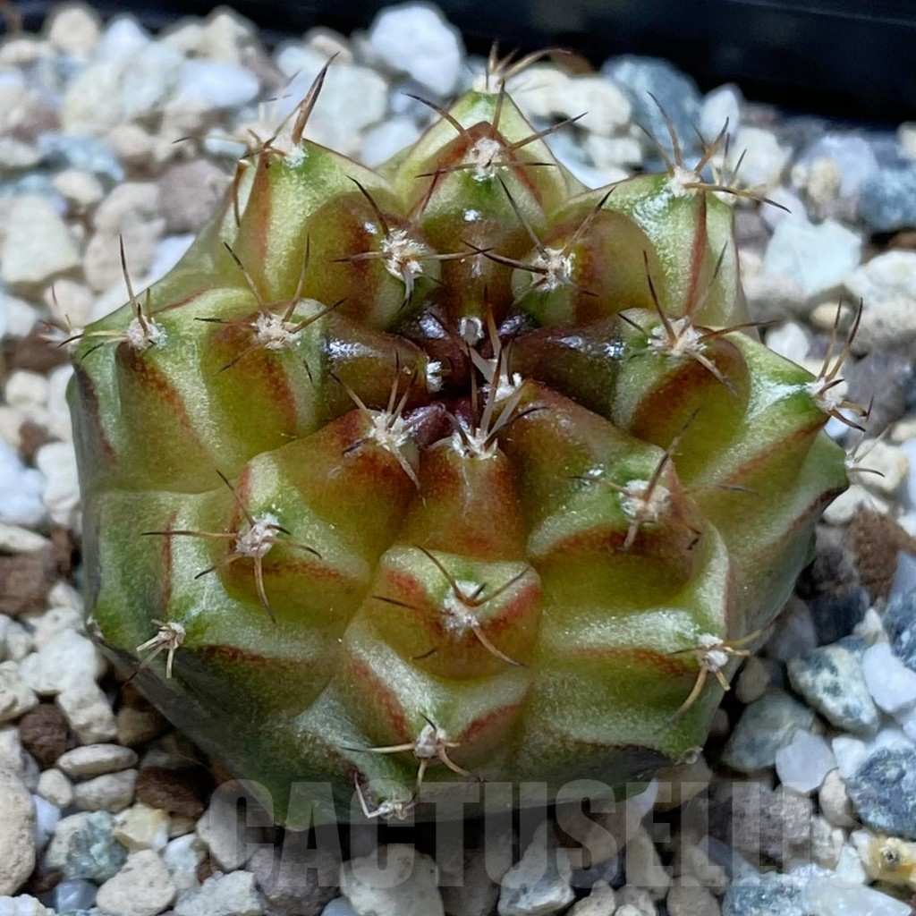 SH25201 Gymnocalycium mihanovichii ‘Neon’ hybrid