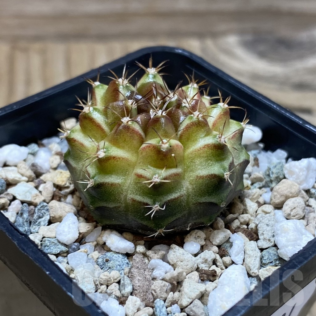 SH25201 Gymnocalycium mihanovichii ‘Neon’ hybrid - Image 2