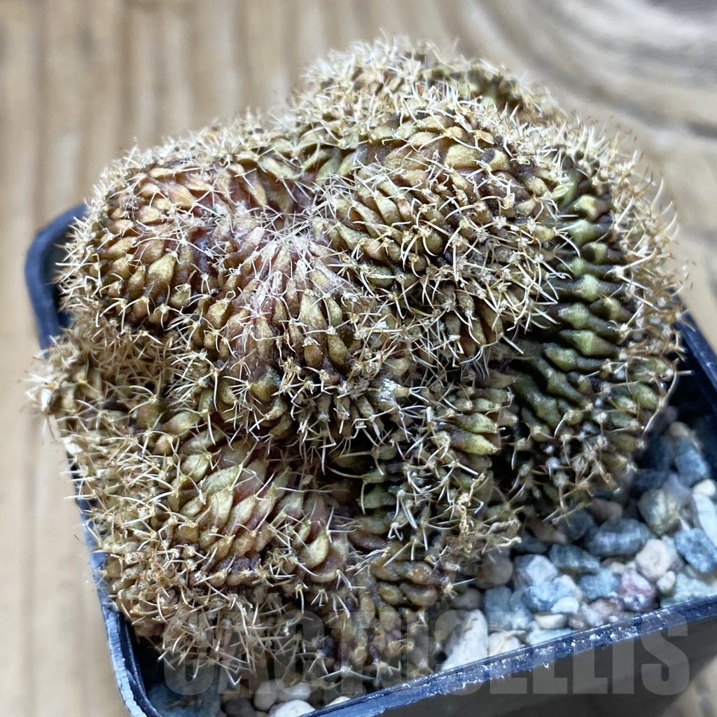 SH25202 Gymnocalycium mihanovichii f. cristata