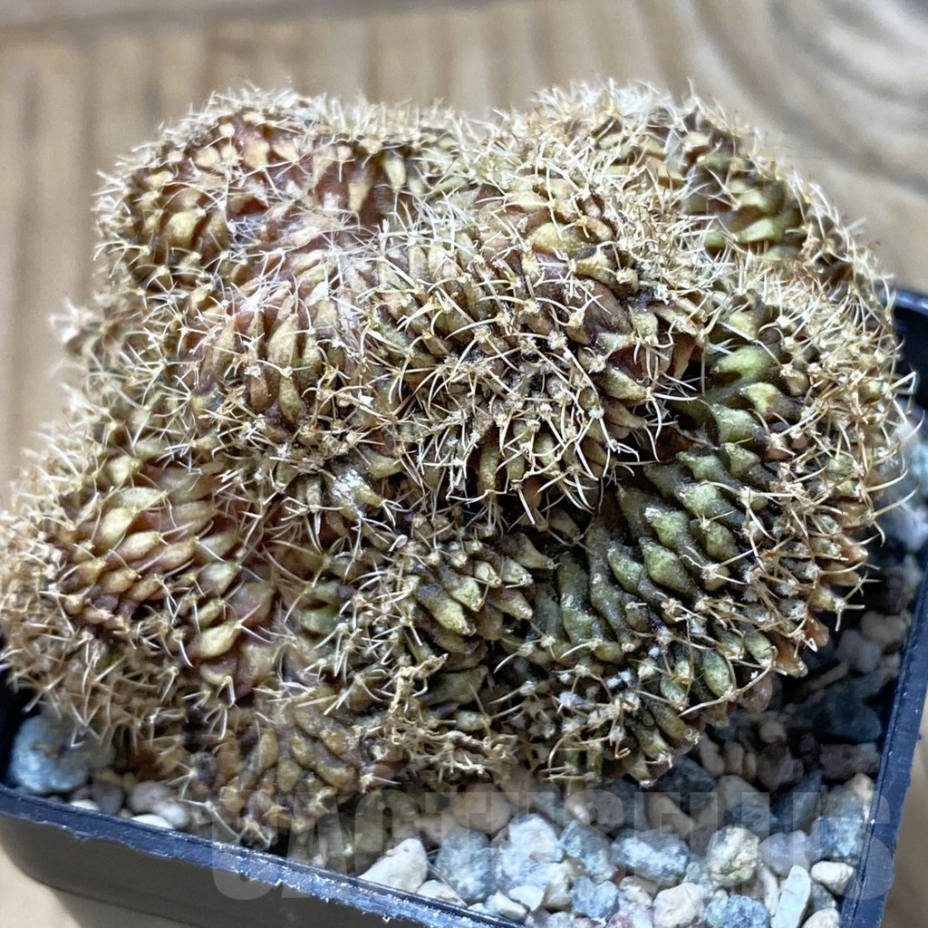 SH25202 Gymnocalycium mihanovichii f. cristata - Image 2