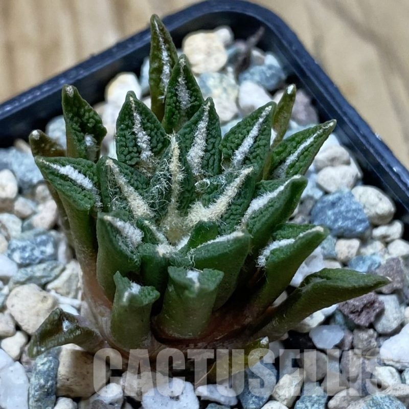 SH25203 Ariocarpus kotschoubeyanus hybrid, own roots