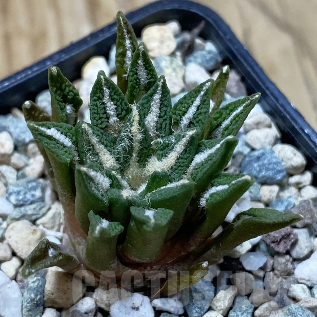 SH25203 Ariocarpus kotschoubeyanus hybrid, own roots
