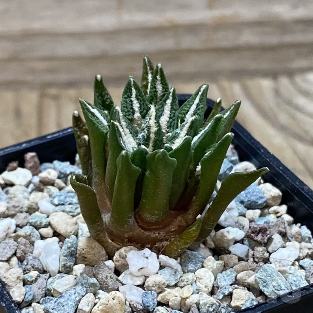 SH25203 Ariocarpus kotschoubeyanus hybrid, own roots - Image 2