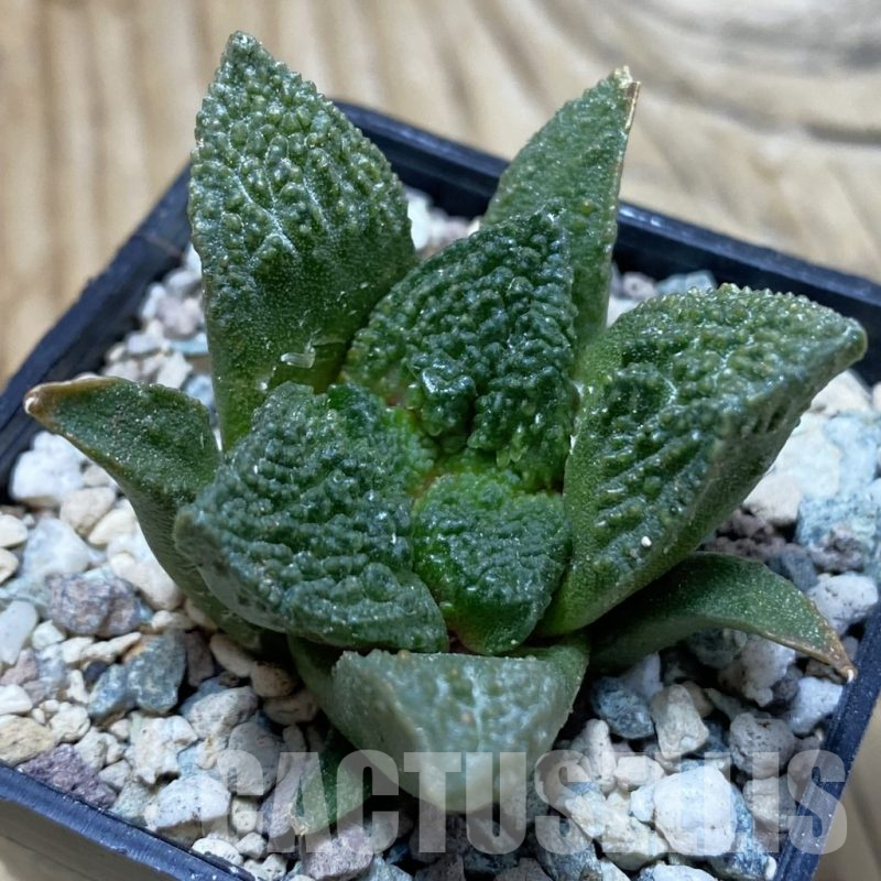 SH25204 Ariocarpus fissuratus ‘Godzilla’ hybrid, seedling, own roots