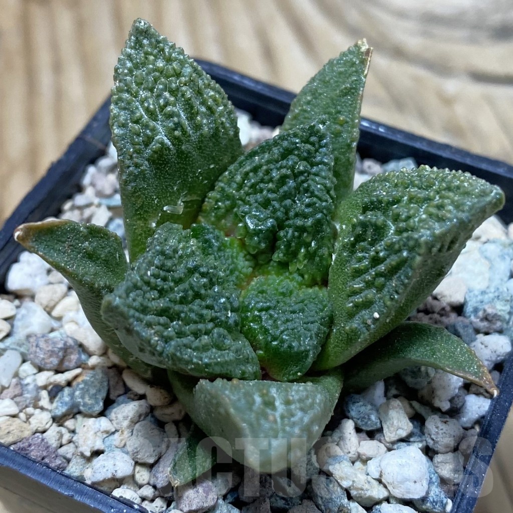 SH25204 Ariocarpus fissuratus ‘Godzilla’ hybrid, seedling, own roots