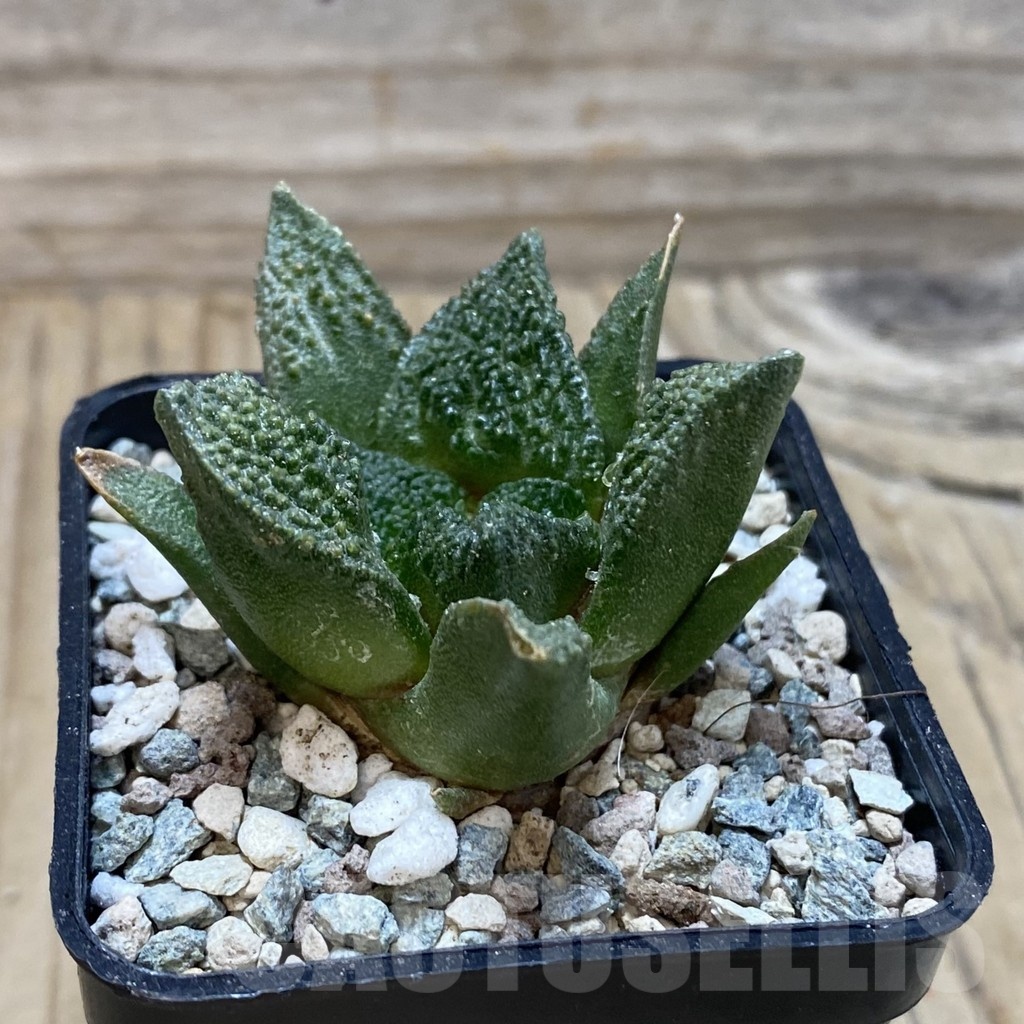 SH25204 Ariocarpus fissuratus ‘Godzilla’ hybrid, seedling, own roots - Image 2