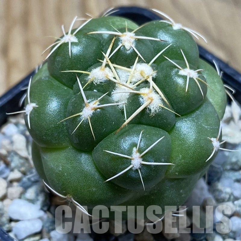 SH25205 Coryphantha elephantidens 'inermis'