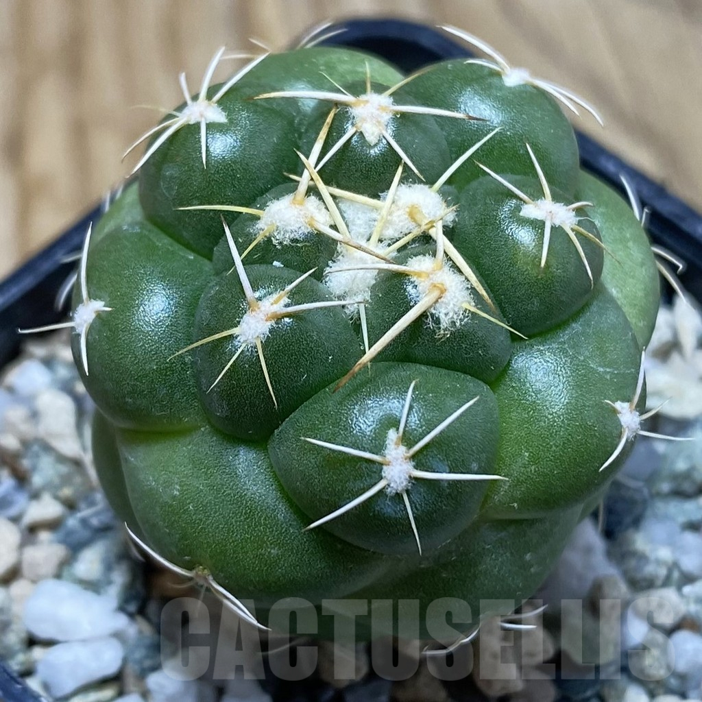SH25205 Coryphantha elephantidens 'inermis'