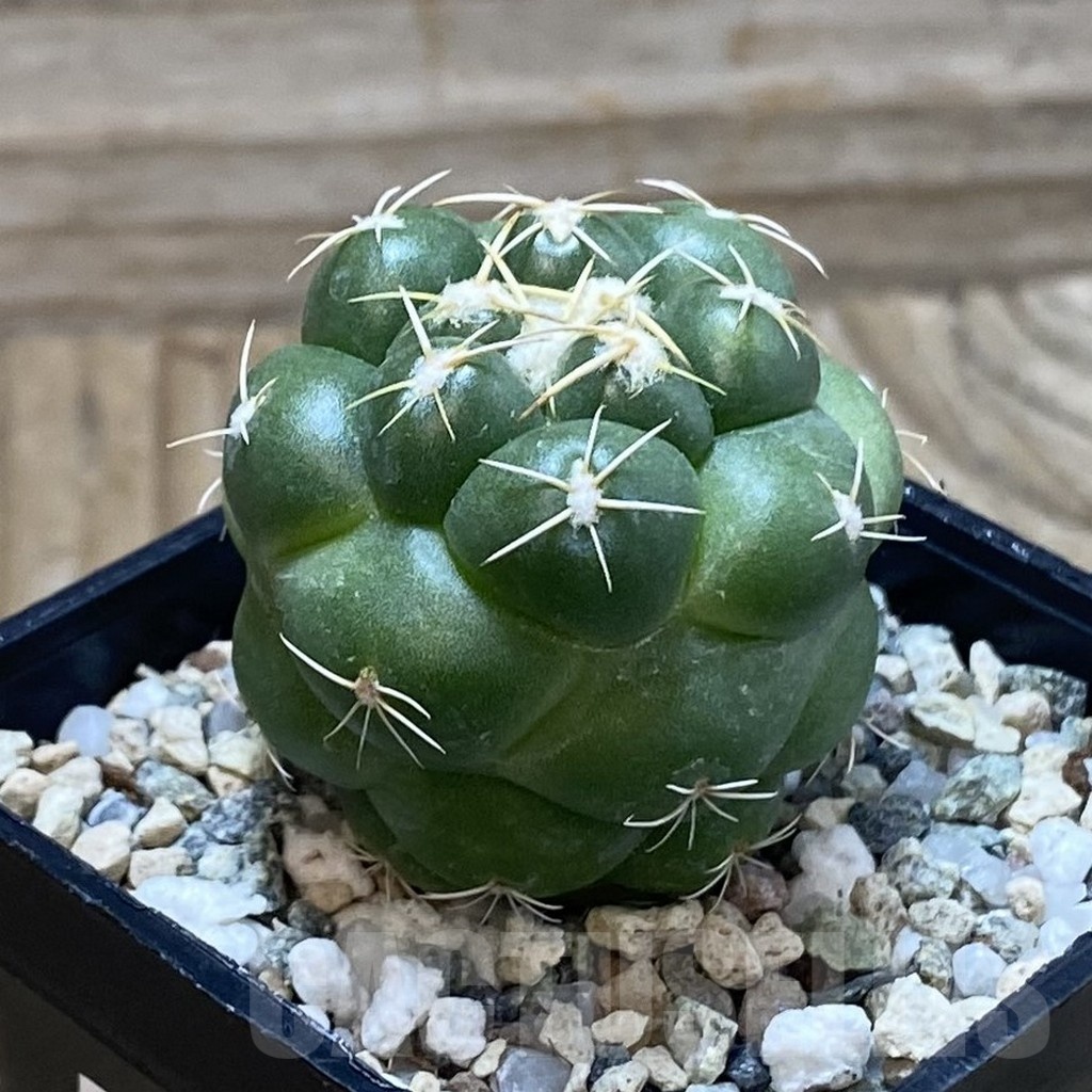 SH25205 Coryphantha elephantidens 'inermis' - Image 2