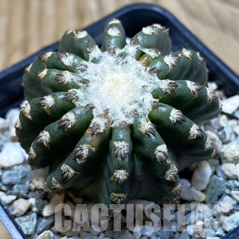 SH25206 Discocactus horstii