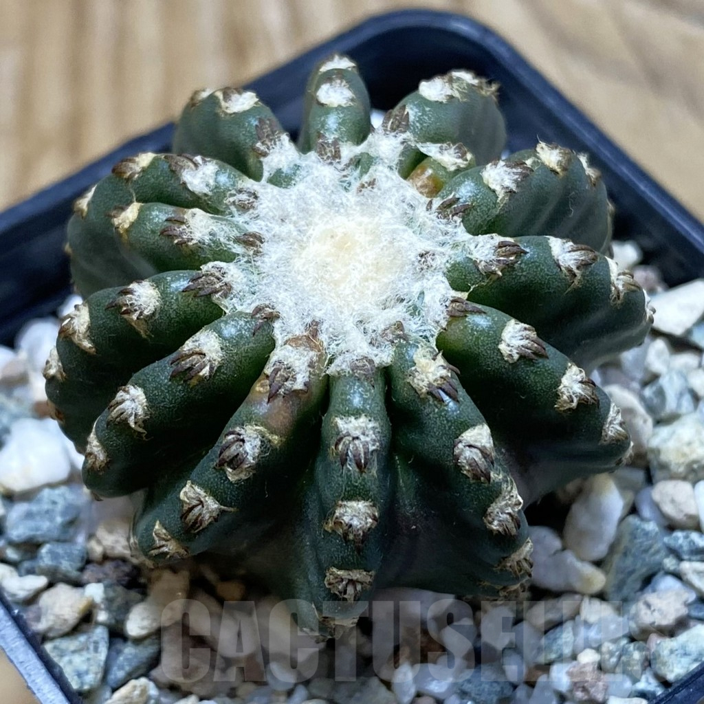 SH25206 Discocactus horstii