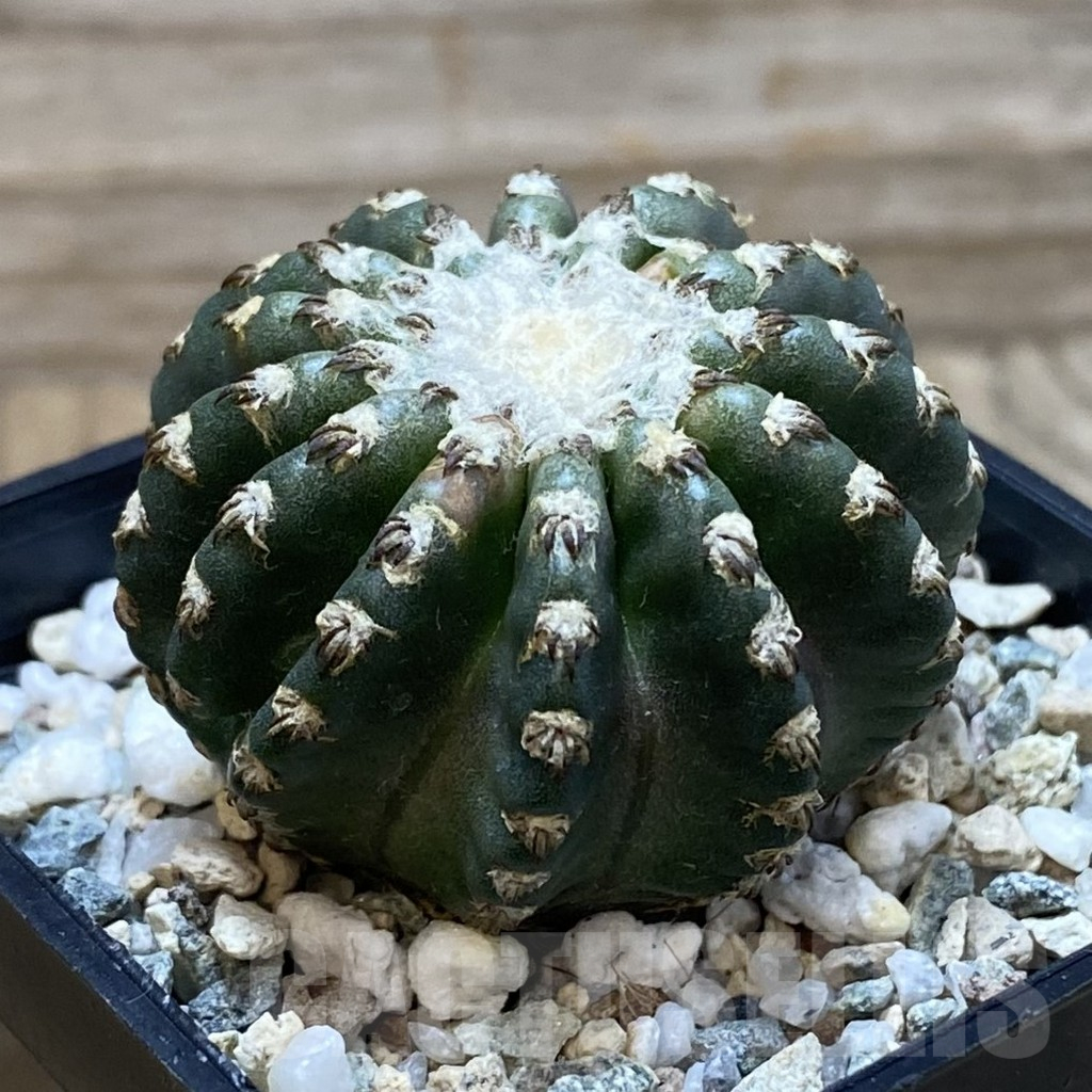 SH25206 Discocactus horstii - Image 2