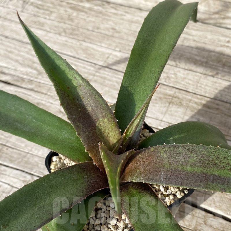 SH17839 Mangave ‘Blazing Saddles’