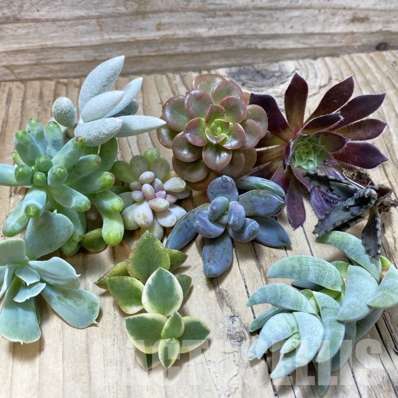SH25207 Succulents mix, cuted