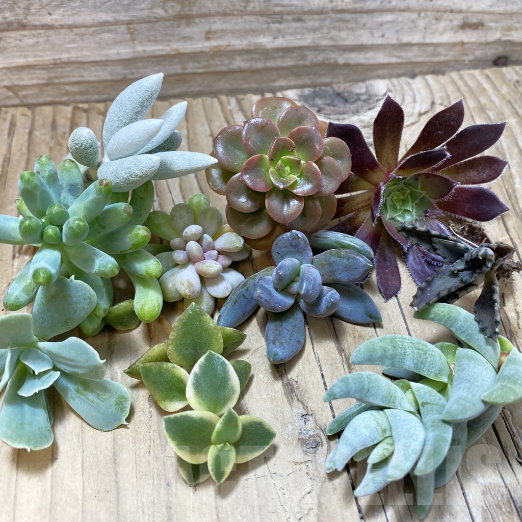 SH25207 Succulents mix, cuted
