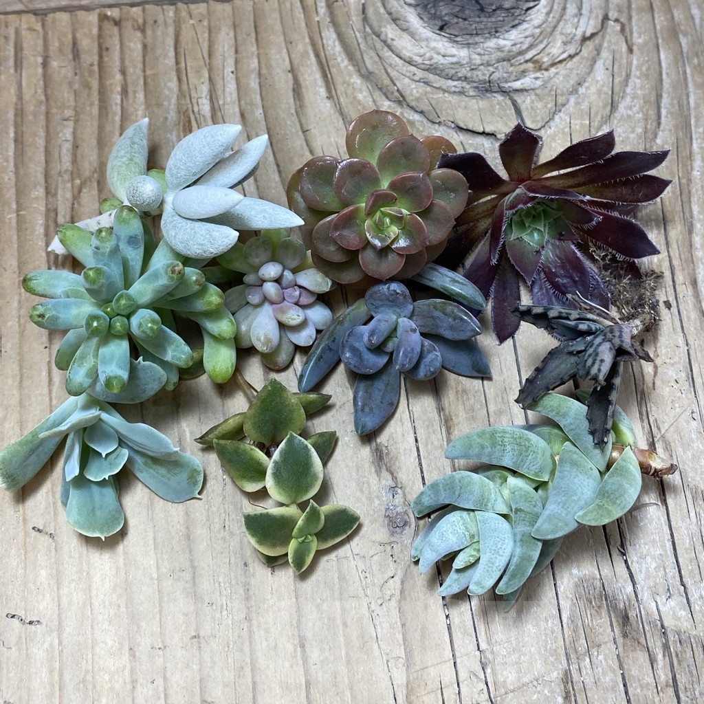 SH25207 Succulents mix, cuted - Image 2