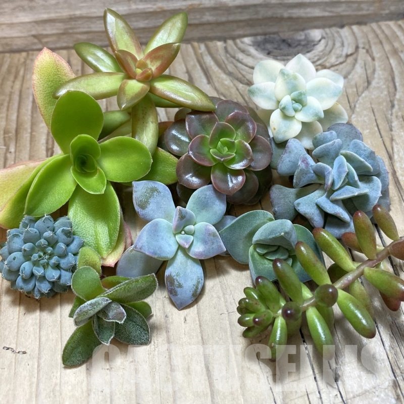 SH25208 Succulents mix, cuted