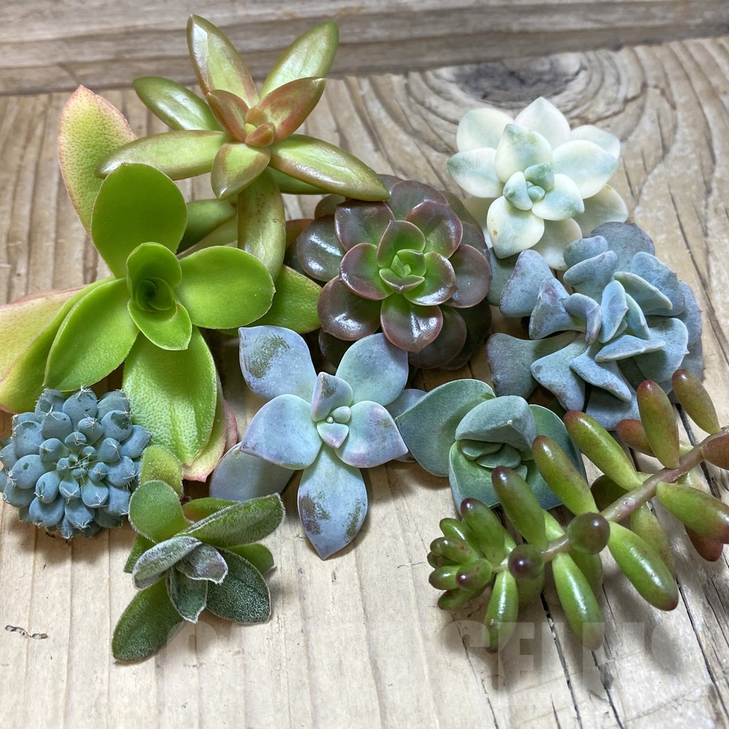 SH25208 Succulents mix, cuted